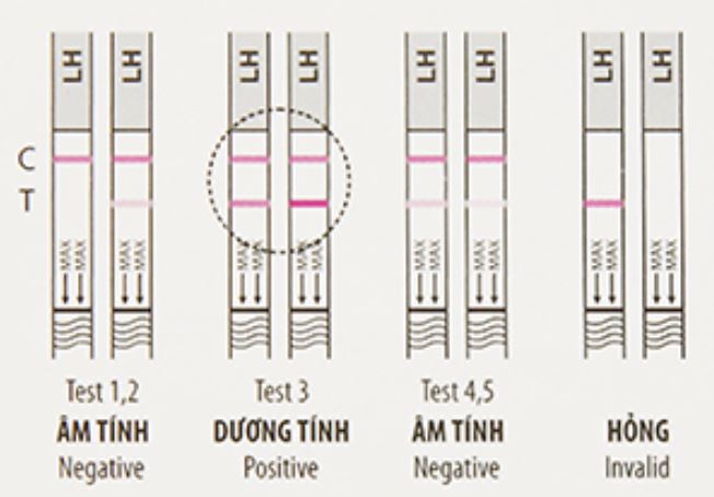 Que thử rụng trứng Biocheck LH Ovulation Rapid Test hộp 7 que