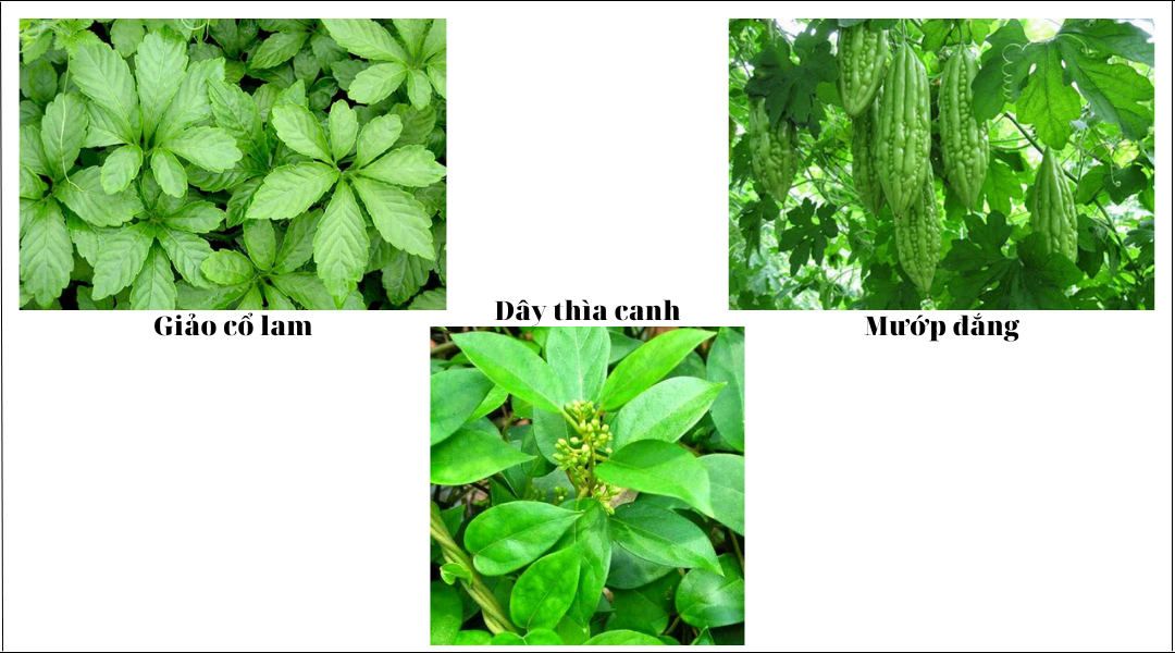 Thành phần của trà Diabetna 